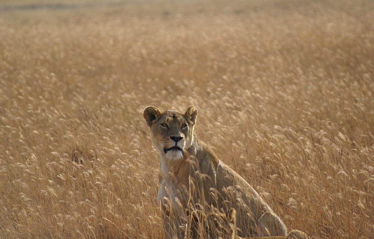 Animals in Africa: Wildlife Guide to the Continent’s Icons